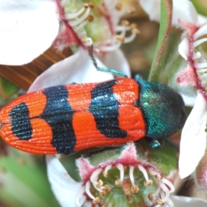 Castiarina crenata at Coree, ACT - 4 Nov 2019 03:44 PM