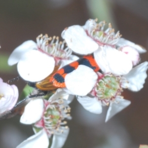 Castiarina crenata at Coree, ACT - 4 Nov 2019 03:44 PM