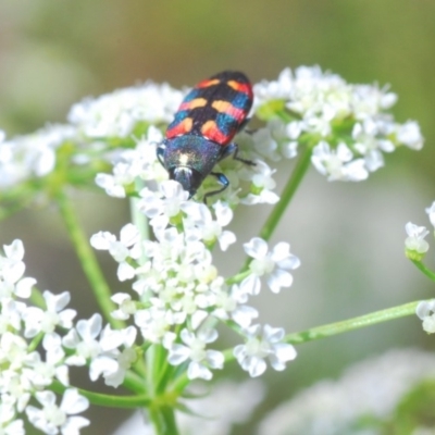 Castiarina sexplagiata (Jewel beetle) at Stromlo, ACT - 4 Nov 2019 by Harrisi