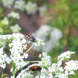 Castiarina sexplagiata at Stromlo, ACT - 4 Nov 2019