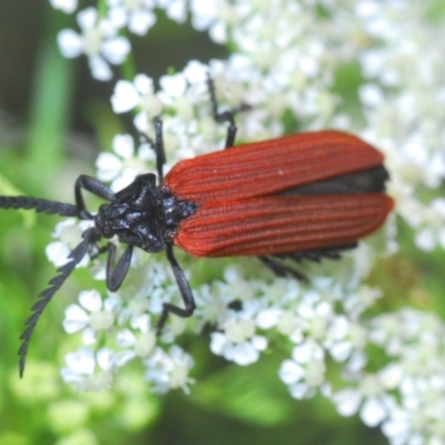 Porrostoma sp. (genus) (Lycid, Net-winged beetle) at Cotter Reserve - 4 Nov 2019 by Harrisi