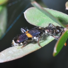 Eleale pulchra (Clerid beetle) at Cotter Reserve - 4 Nov 2019 by Harrisi