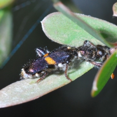 Eleale pulchra (Clerid beetle) at Cotter Reserve - 4 Nov 2019 by Harrisi
