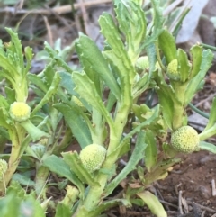 Centipeda cunninghamii (Common Sneezeweed) at Mount Majura - 4 Nov 2019 by JaneR