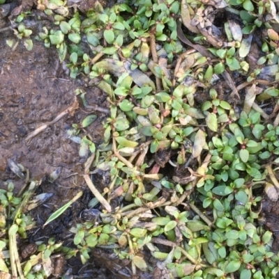 Elatine gratioloides (Waterwort) at Watson, ACT - 4 Nov 2019 by JaneR