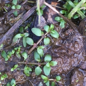 Elatine gratioloides at Watson, ACT - 4 Nov 2019