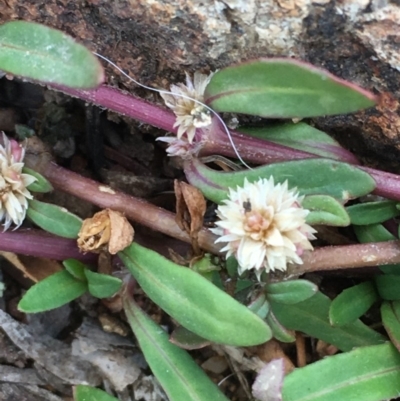 Alternanthera denticulata (Lesser Joyweed) at Majura, ACT - 4 Nov 2019 by JaneR