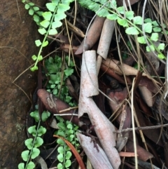 Asplenium flabellifolium (Necklace Fern) at Hackett, ACT - 29 Mar 2014 by AaronClausen