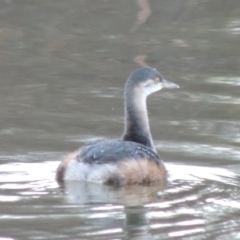 Tachybaptus novaehollandiae (Australasian Grebe) at Isabella Plains, ACT - 2 Oct 2019 by MichaelBedingfield