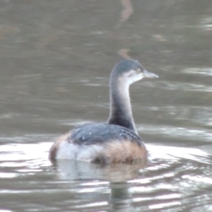 Tachybaptus novaehollandiae at Isabella Plains, ACT - 2 Oct 2019