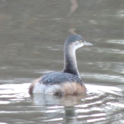 Tachybaptus novaehollandiae (Australasian Grebe) at Isabella Plains, ACT - 2 Oct 2019 by MichaelBedingfield