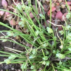 Isolepis cernua (Slender Clubrush) at Hackett, ACT - 4 Nov 2019 by JaneR