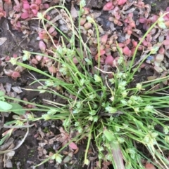 Isolepis cernua at Hackett, ACT - 4 Nov 2019 12:38 PM