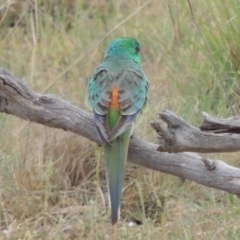 Psephotus haematonotus (Red-rumped Parrot) at Tuggeranong DC, ACT - 26 Oct 2019 by MichaelBedingfield