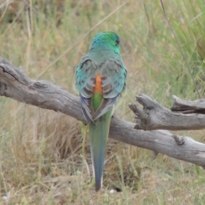 Psephotus haematonotus (Red-rumped Parrot) at Lanyon - northern section A.C.T. - 26 Oct 2019 by michaelb