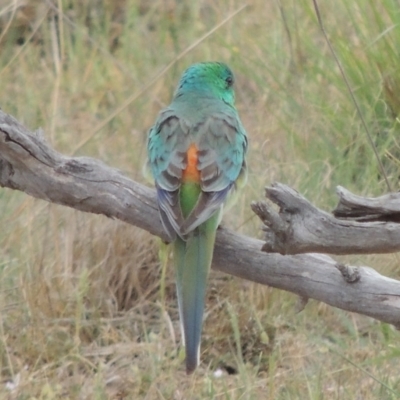 Psephotus haematonotus (Red-rumped Parrot) at Tuggeranong DC, ACT - 26 Oct 2019 by MichaelBedingfield