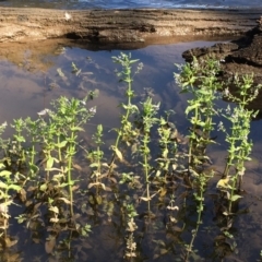 Veronica anagallis-aquatica (Blue Water Speedwell) at Gundagai, NSW - 31 Oct 2019 by JaneR