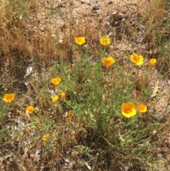 Eschscholzia californica (California Poppy) at Gundagai, NSW - 31 Oct 2019 by JaneR