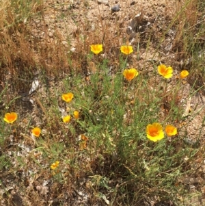 Eschscholzia californica at Gundagai, NSW - 31 Oct 2019 03:56 PM