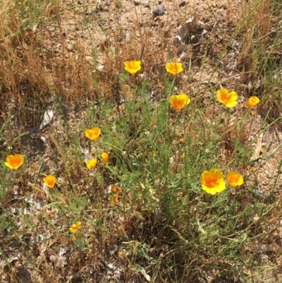 Eschscholzia californica (California Poppy) at Gundagai, NSW - 31 Oct 2019 by JaneR