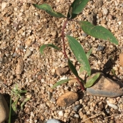 Eucalyptus camaldulensis subsp. camaldulensis (River Red Gum) at Gundagai, NSW - 31 Oct 2019 by JaneR