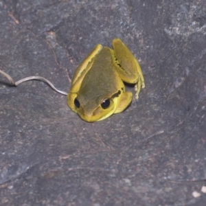 Litoria lesueuri at Stromlo, ACT - 4 Nov 2019 09:15 PM