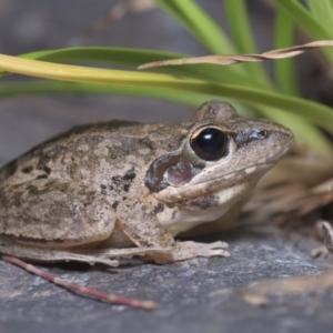 Litoria latopalmata at Stromlo, ACT - 4 Nov 2019 09:14 PM