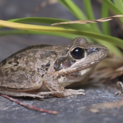 Litoria latopalmata (Broad-palmed Tree-frog) at Lower Molonglo - 4 Nov 2019 by danswell