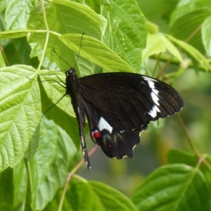 Papilio aegeus at Bega, NSW - 4 Nov 2019