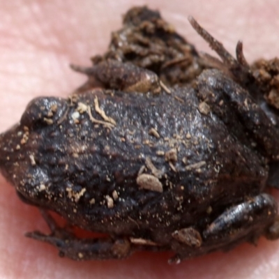 Uperoleia laevigata (Smooth Toadlet) at Mount Ainslie - 22 Sep 2019 by jb2602