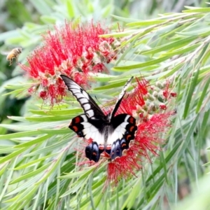 Papilio aegeus at Ainslie, ACT - 4 Nov 2019