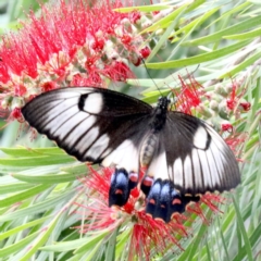 Papilio aegeus at Ainslie, ACT - 4 Nov 2019