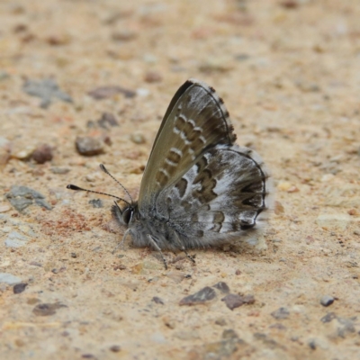 Neolucia agricola (Fringed Heath-blue) at Aranda Bushland - 5 Nov 2019 by MatthewFrawley