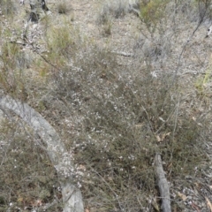 Gaudium multicaule at Aranda, ACT - 5 Nov 2019 12:28 PM