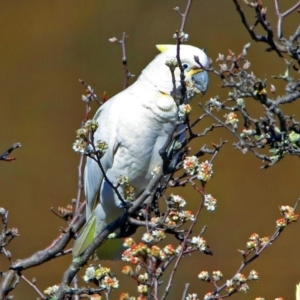 Cacatua galerita x tenuirostris/sanguinea (hybrid) at Paddys River, ACT - 28 Aug 2019 02:48 PM