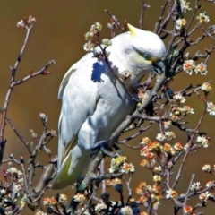 Cacatua galerita x tenuirostris/sanguinea (hybrid) at Paddys River, ACT - 28 Aug 2019 02:48 PM