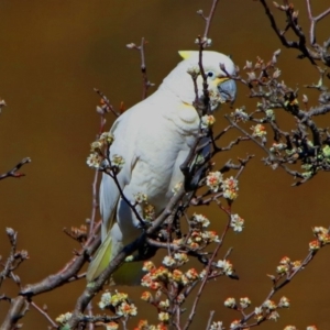 Cacatua galerita x tenuirostris/sanguinea (hybrid) at Paddys River, ACT - 28 Aug 2019 02:48 PM