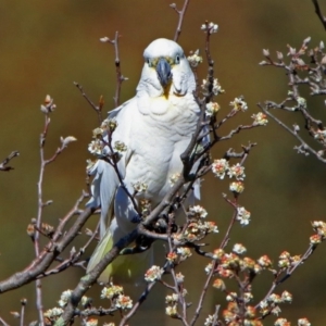 Cacatua galerita x tenuirostris/sanguinea (hybrid) at Paddys River, ACT - 28 Aug 2019 02:48 PM