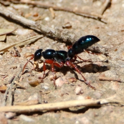 Diamma bicolor (Blue ant, Bluebottle ant) at Fyshwick, ACT - 4 Nov 2019 by RodDeb