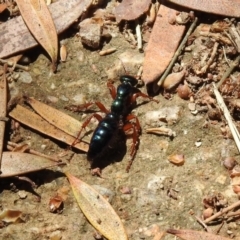 Diamma bicolor at Fyshwick, ACT - 4 Nov 2019