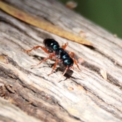 Diamma bicolor at Fyshwick, ACT - 4 Nov 2019 11:55 AM