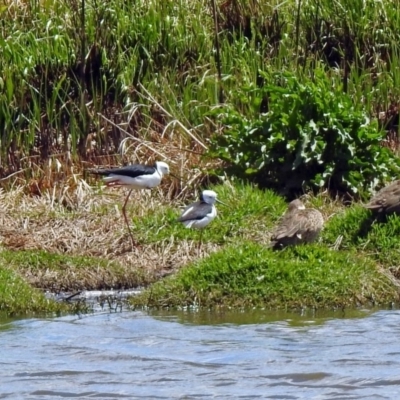 Himantopus leucocephalus (Pied Stilt) at Fyshwick, ACT - 4 Nov 2019 by RodDeb