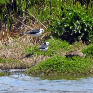 Himantopus leucocephalus at Fyshwick, ACT - 4 Nov 2019