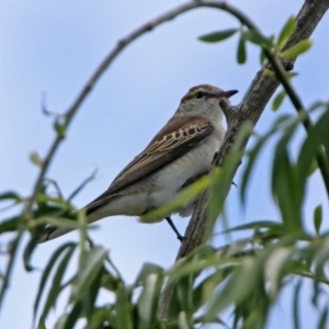 Lalage tricolor at Fyshwick, ACT - 4 Nov 2019 02:03 PM