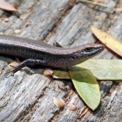 Lampropholis delicata (Delicate Skink) at Jerrabomberra Wetlands - 4 Nov 2019 by RodDeb