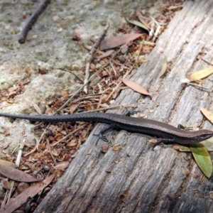 Lampropholis delicata at Fyshwick, ACT - 4 Nov 2019