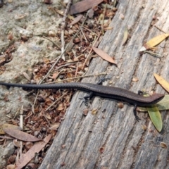 Lampropholis delicata at Fyshwick, ACT - 4 Nov 2019 11:50 AM