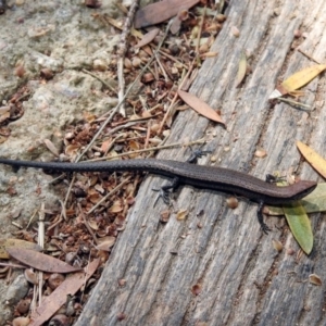 Lampropholis delicata at Fyshwick, ACT - 4 Nov 2019