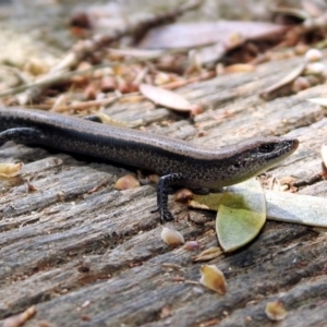 Lampropholis delicata at Fyshwick, ACT - 4 Nov 2019