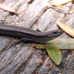 Lampropholis delicata at Fyshwick, ACT - 4 Nov 2019